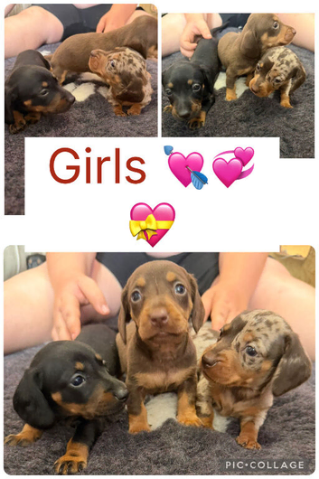 Miniature dachshund looking for her new home