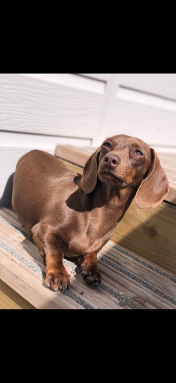 Kc Miniature chocolate and tan female