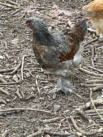 10 week old blue salmon Brahma cockerels