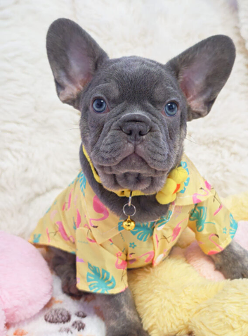 French bulldog