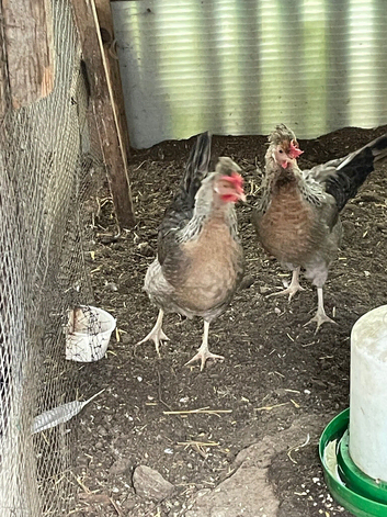 Cream Legbar hens