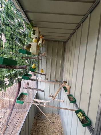 Job lot multiple breed of caneries