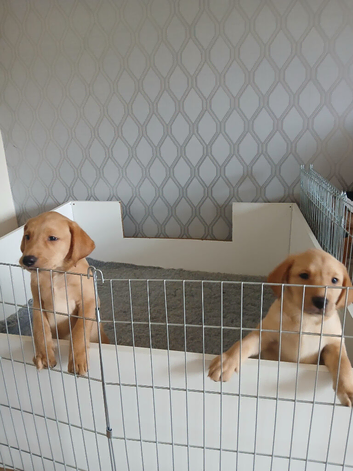 Labrador puppies