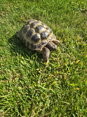 Russian tortoise