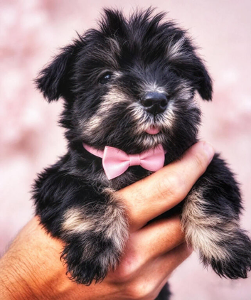 Miniature schnauzer k c reg