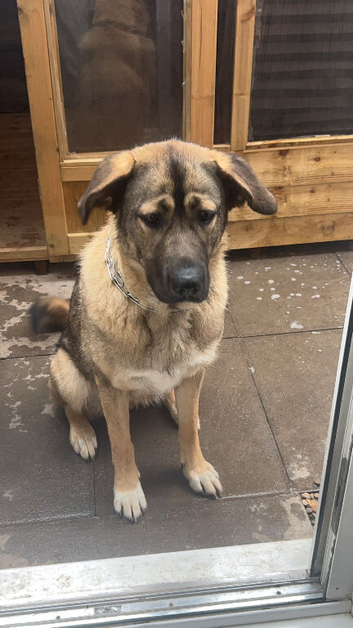 Puppy's due end of November