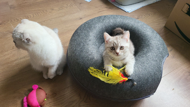 Adorable kittens ready to rehome