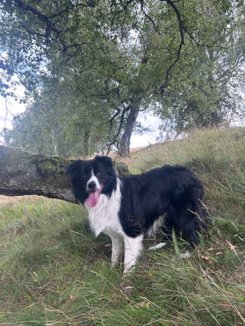 Beautiful Border Collie for stud near Forfar, Angus