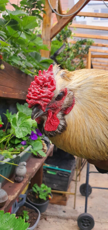 Rooster