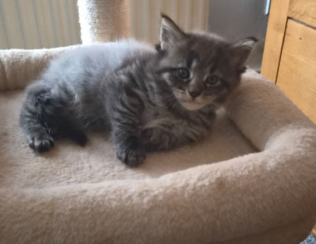 Mainecoon x Norwegin Forest
