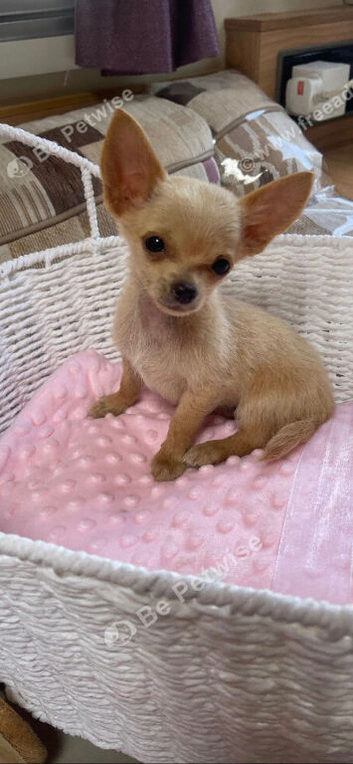 Chihuahua toy size Appel head boy puppy