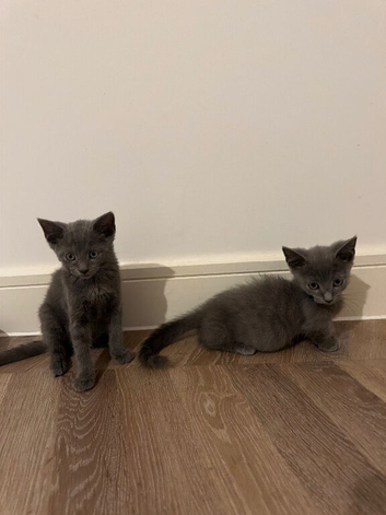 REDUCED BEAUTIFUL STANDARD MINUET MUNCHKINS