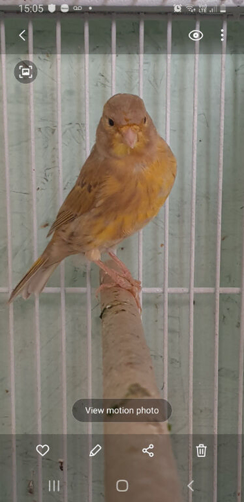 Young bird 2026