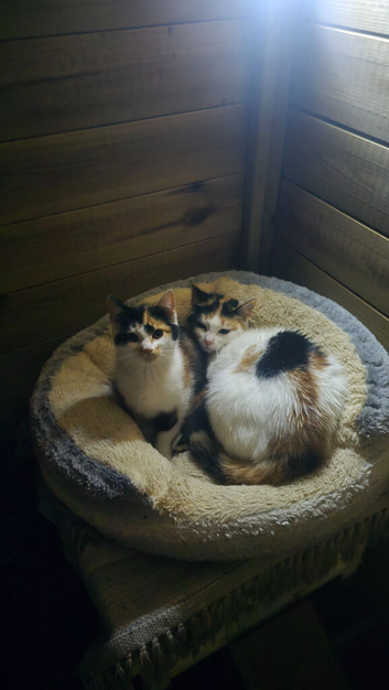 Cat kitten
