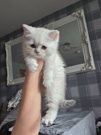 1 left rare white british short hair kittens