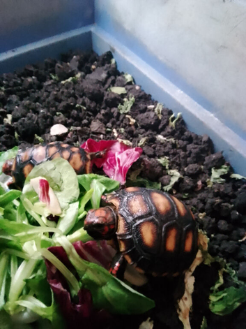 4x baby Red foot tortoises for sale - &pound;100 each