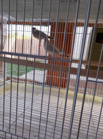 Beautiful silver Java finch hen's