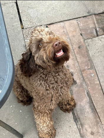 F1 CHOCOLATE COCKAPOO FOR STUD