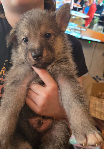 Tamaskan Puppies