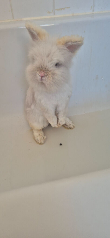 Rehome angora boy