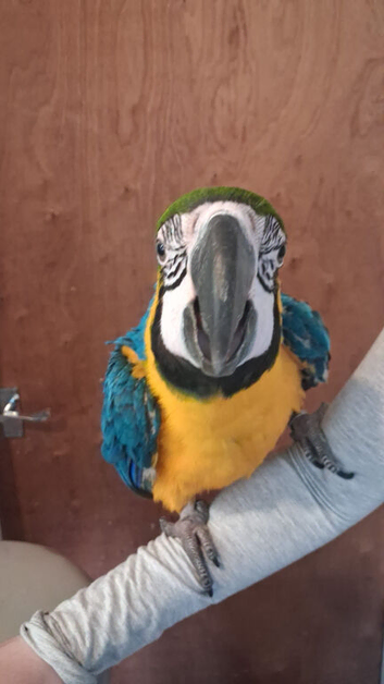 8 month old blue and gold macaw