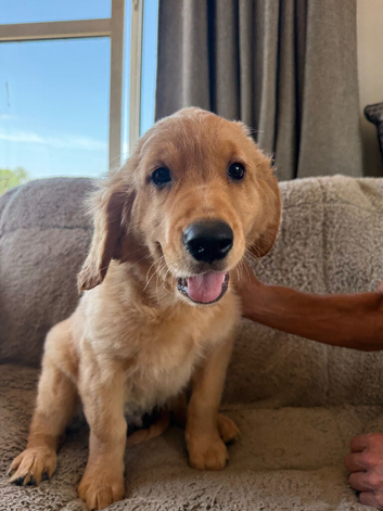 Ready for their new loving homes