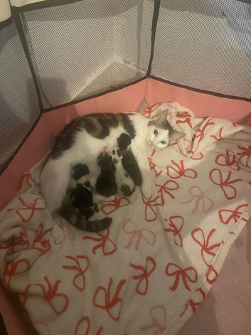 2 kittens looking for there forever homes from the 11th of December