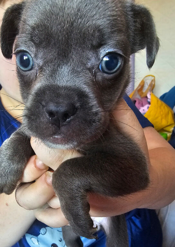 frenchie/ sharpi