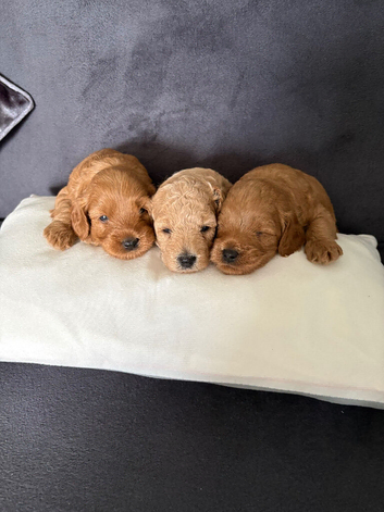 F1b Cavapoo Puppies 1 Boy, 2 Girls