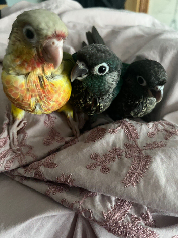 Hand raised baby green cheek conures