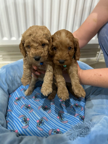 Cockapoo puppies for sale