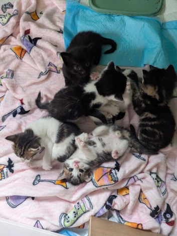 Kittens for sale