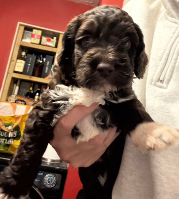 Beautiful F1 cockapoo puppies