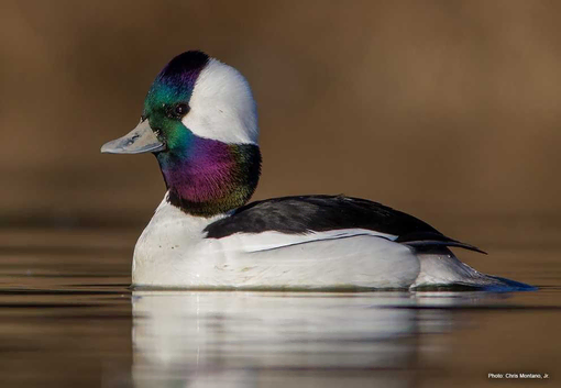 I need bufflehead ducks