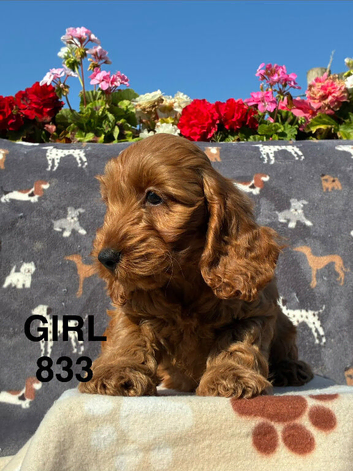 F1 COCKAPOO PUPPIES AVAILABLE!
