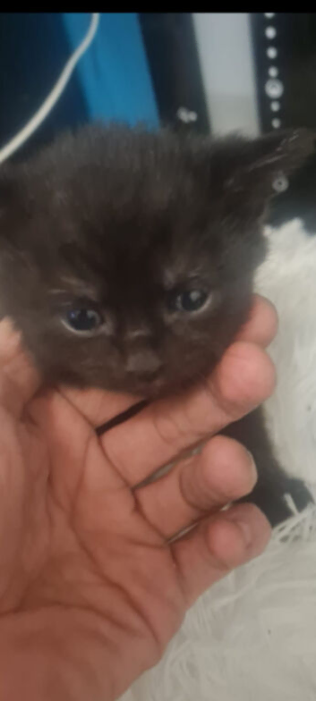 rare black ghost bengals ready to go (1 left)