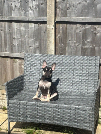 Male French bulldog