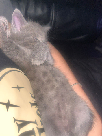 Two boy kittens