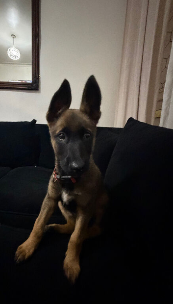 Belgium Shepherd puppy