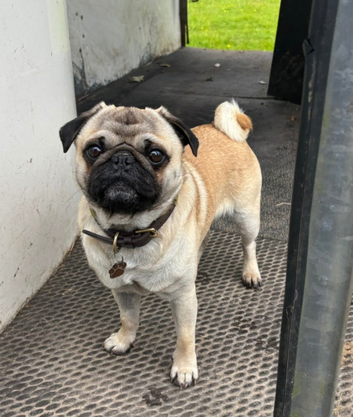 Brian the ultimate pug for STUD ONLY