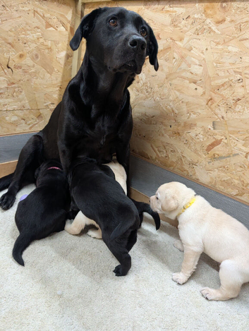 Labrador Pups