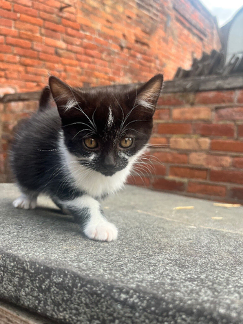 4 Beautiful Female Kittens (10 Weeks Old) &ndash; Ready for Forever Homes!