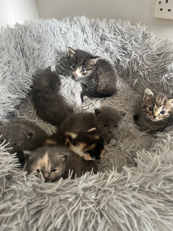 Kittens for sale
