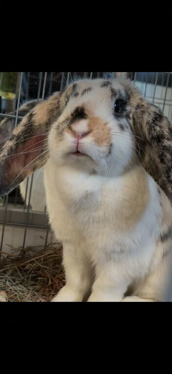 gorgeous Lop earred rabbit