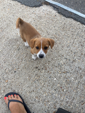 Jack Russell short legged boy puppy