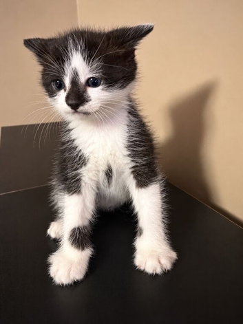 Kittens female and male 30&pound;
