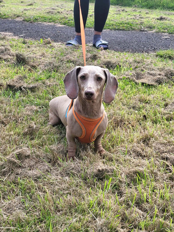 Miniature Dachshund Female
