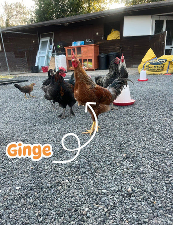 Beautiful cockerel free to a good home