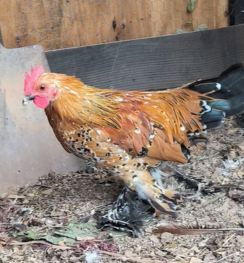 Sabelpoot gold bantam boy
