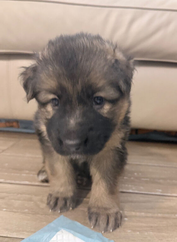 Gourgeous German Shepherd puppies for sale